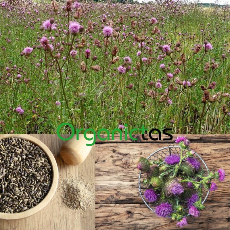 Organic Milk Thistle Seed Powder Natural Antioxidant Silybum Marianum gallery