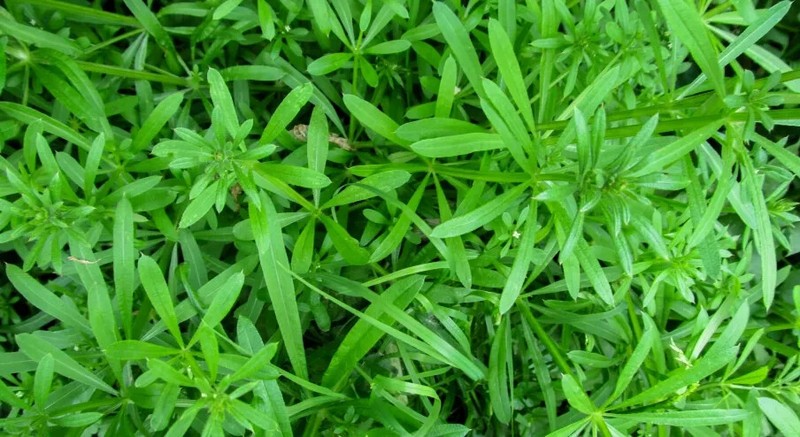 WholeSALE!! Wildcrafted Cleavers Herb PREMIUM Dried Cut/Sifted-4 oz, 1,2,5 lbs. gallery