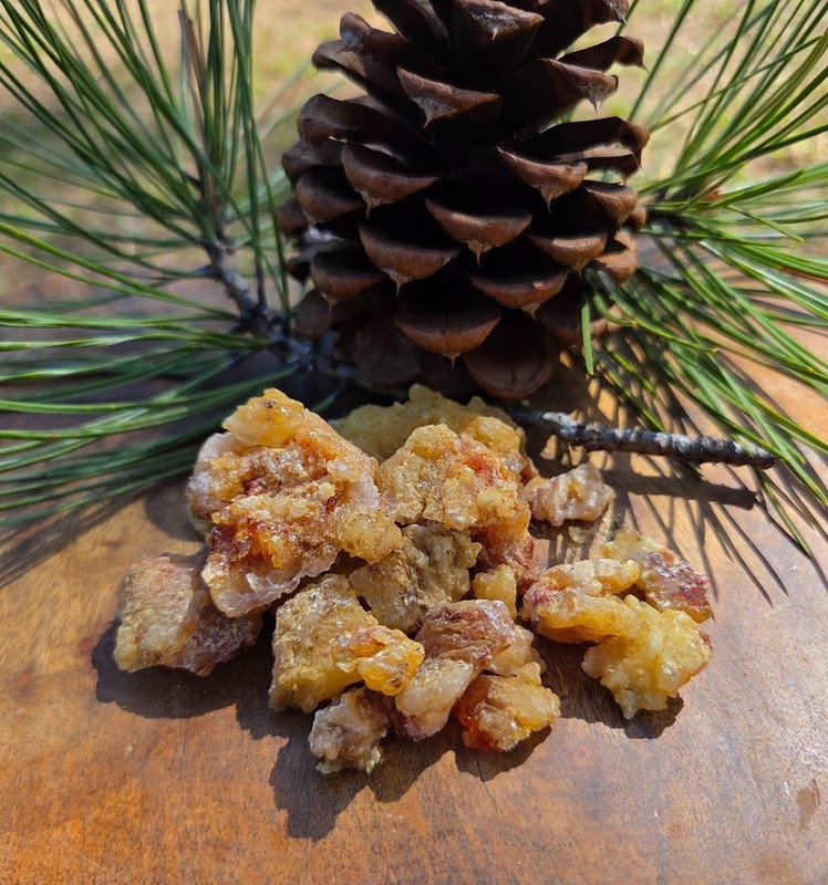 6OZ Ponderosa Pine Sap Resin | Pitch | Handpicked Raw Organic Pine Sap Resin