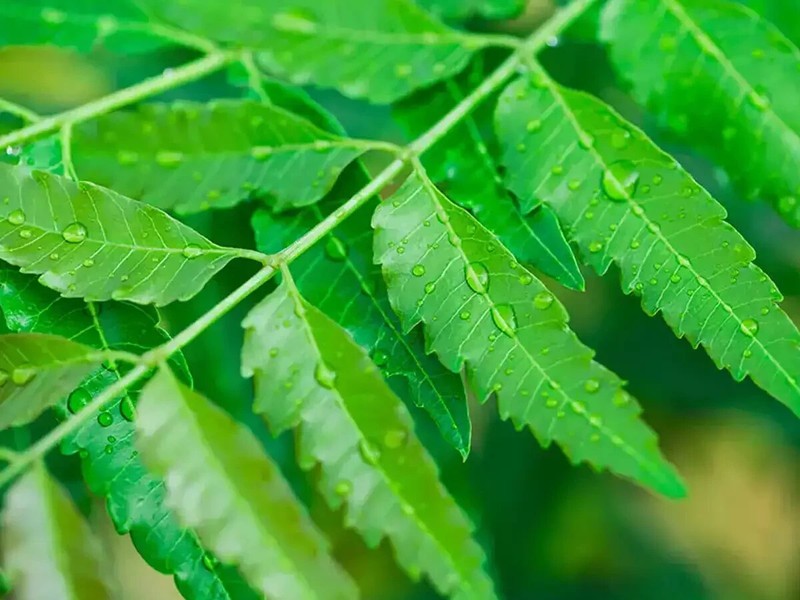 Fresh Hand Picked,Sun Dried 100% pure 100 NEEM LEAVES Ceylon Herbal Pure Organic