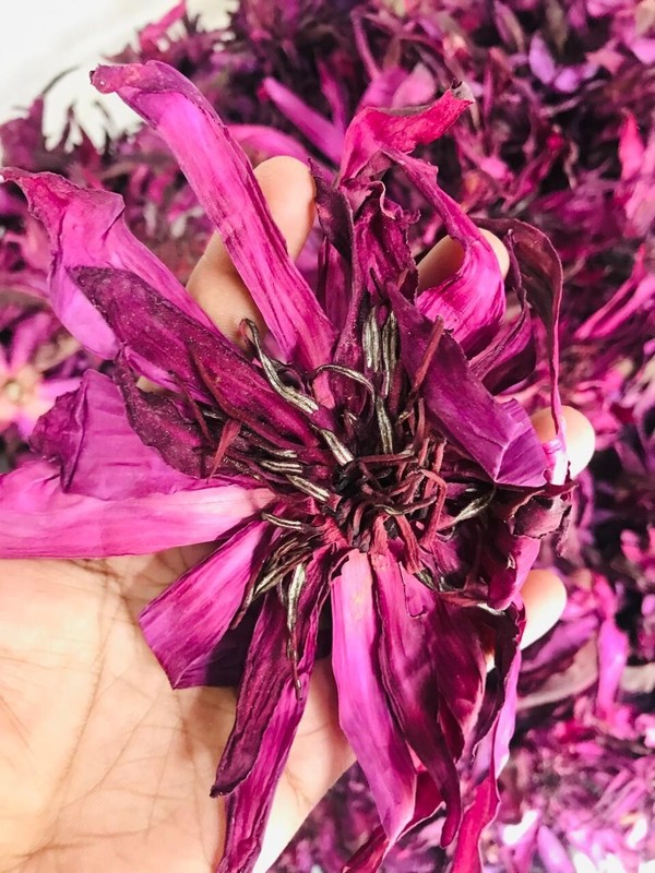 Ceylon Red Lotus Flowers Dried Nymphaea Rubra Hand Picked Flowers 100% Organic