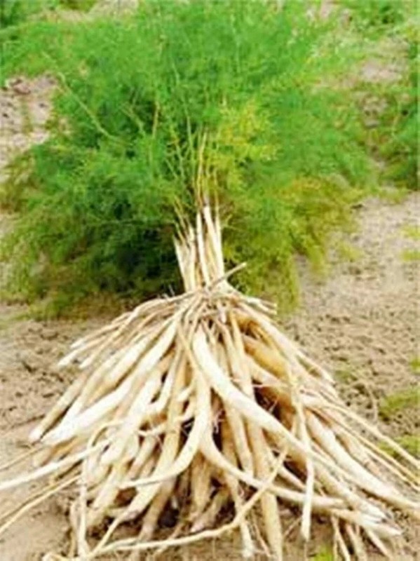 Safed Musli Kaunch Beej Ashwagandha Shatavari Gokhru Akarkara Whole Herbs gallery