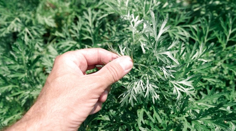 Mugwort Dried Cut ( Artemisia Vulgaris ) ORGANIC from Carpathian mountain UA gallery