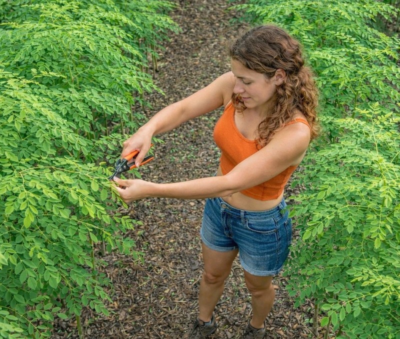 Florida Fresh ~ PEAK ORGANIC Hand Picked / Packed MORINGA Olifera TREE Leaves