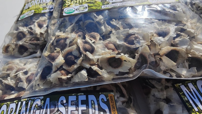 Semillas de Moringa, Moringa Seeds, Moringa oleifera Seeds, Organic moringa Seed gallery