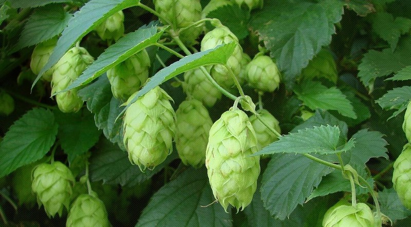 WholeSALE!! Hops Flowers PREMIUM Powder-4 oz, 1, 2, 5 lbs. gallery
