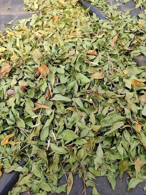 HENNA LEAVES Whole Heena Mehendi Mehndi Tattoo Organic 100gm-500gm gallery